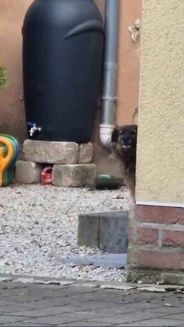 Собачки? #hardestyles #uptempo #rawstyle #dog #gabber
