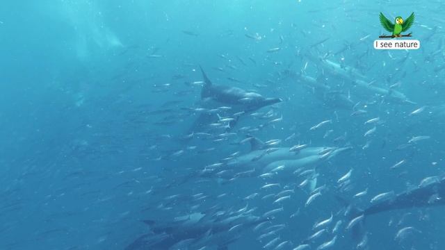 Относится ли дельфин к млекопитающим? смотреть онлайн