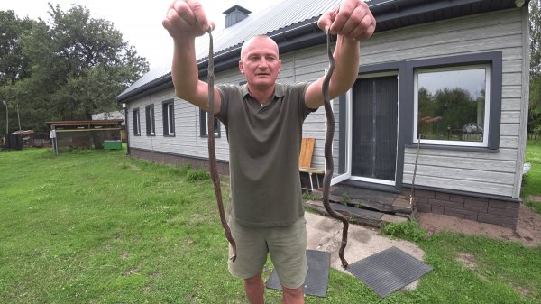 БЕЛАРУССКУЮ ЛЕСНУЮ ДЕРЕВНЮ, ЗАПОЛОНИЛИ ГАДЮКИ! №352