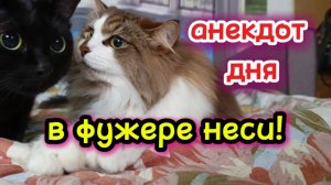 АНЕКДОТ . Кошки с озвучками.