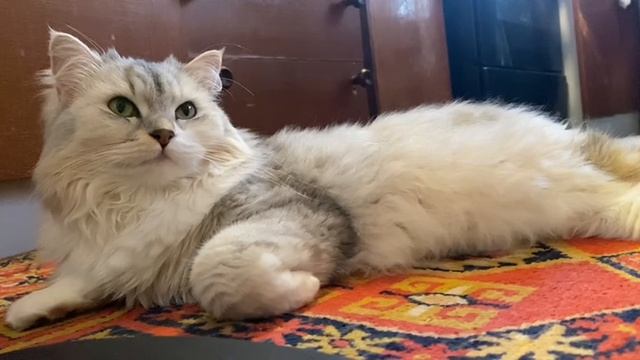 Фиолетовый картофель и кошка: Что общего между ними?