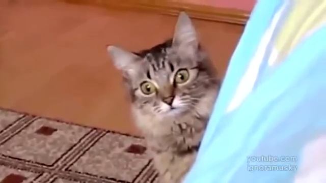 КОТАН УПОРОЛСЯ смотреть онлайн