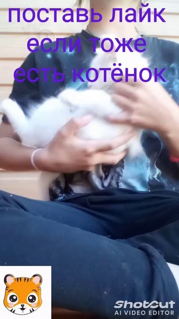 shotcut-20250718-172027.mp4 смотреть онлайн