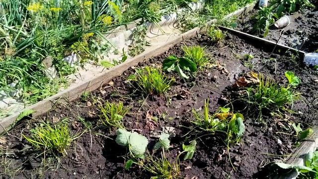 Июльские работы на участке. Томаты в теплице. Что не так. смотреть онлайн