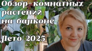 ОБЗОР комнатных растений НА БАЛКОНЕ | ЛЕТО 2025