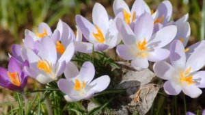 Тёща любимая, я Вас поздравляю с 8 Марта