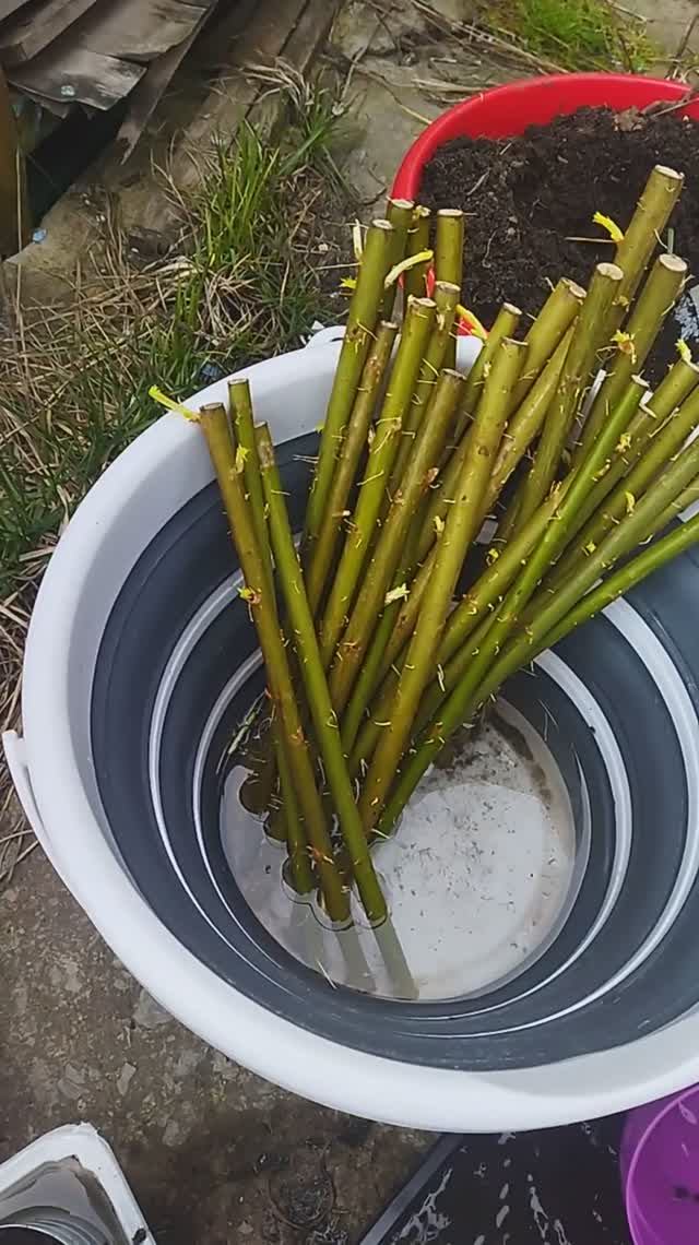 сажаем черенки сортовой ивы для плетения