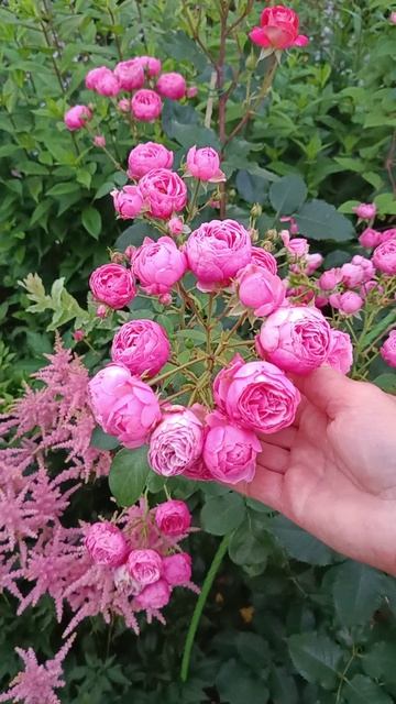 Роза "Pomponella"- неприхотливая и обильноцветущая