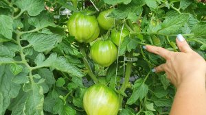 ОБЗОР КОЛЛЕКЦИОННЫХ СОРТОВ ТОМАТОВ В ОГ 17 ИЮЛЯ 2025. ЧАСТЬ 2.