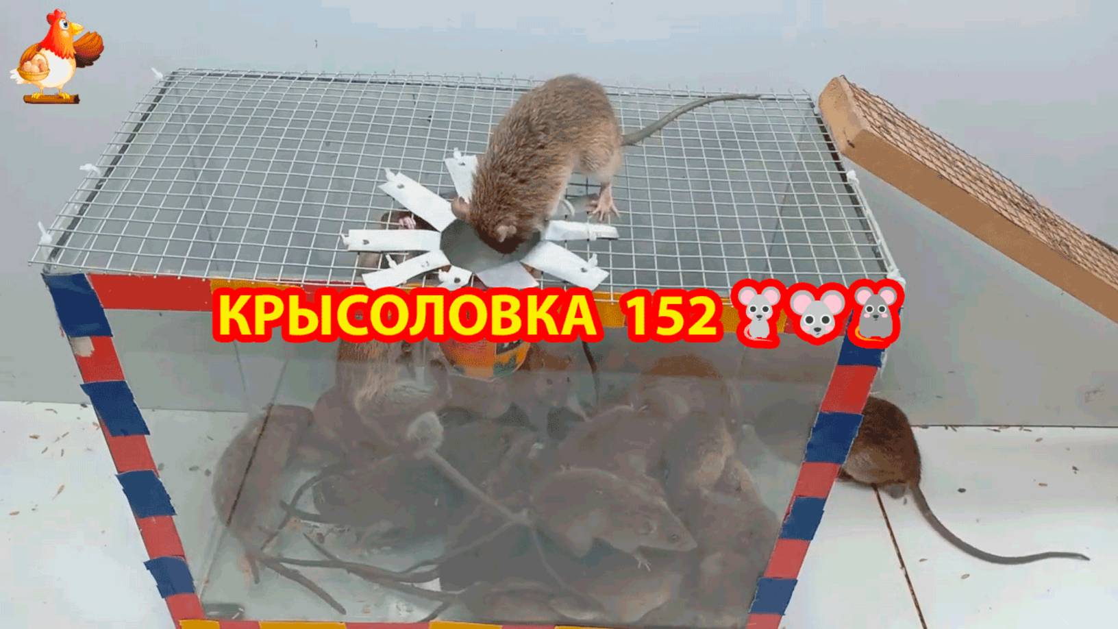 Крысоловка вариант (152) 🐀 Как сделать крысоловку своими руками и поймать кучу крыс 🐀🐁🐀 смотреть онлайн
