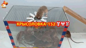 Крысоловка вариант (152) 🐀 Как сделать крысоловку своими руками и поймать кучу крыс 🐀🐁🐀