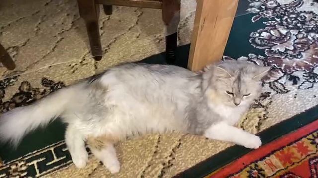 Пушистая страна чудес: путешествие в мягкость и уют