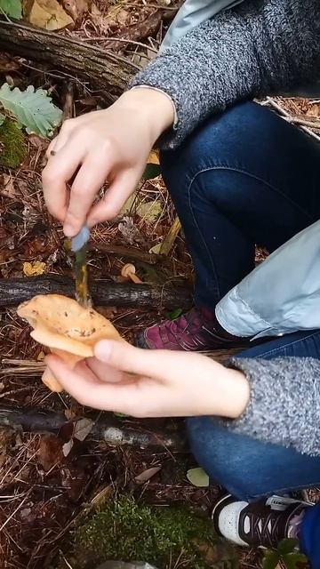 красавцы рыжики - дары леса