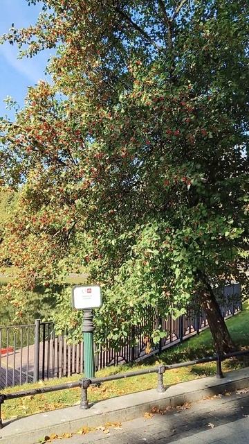 Парк Останкино #shorts смотреть онлайн