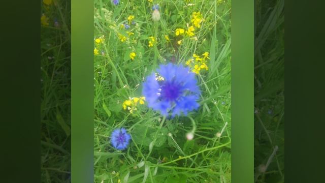 Васильки и ромашки.mp4 смотреть онлайн