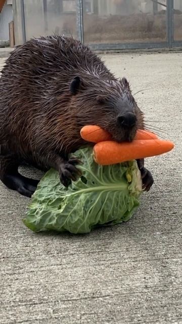 Бобер пришел с магазина