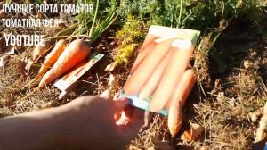 Лучшие сорта моркови Сравнение сортов моркови