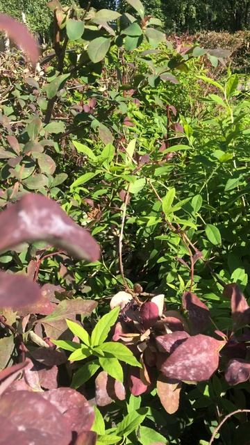 Много ягод барбариса смотреть онлайн