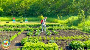 🟢ВОТ ЭТО СЮРПРИЗ! А мы уже и не надеялись. Купили и высадили рассаду.