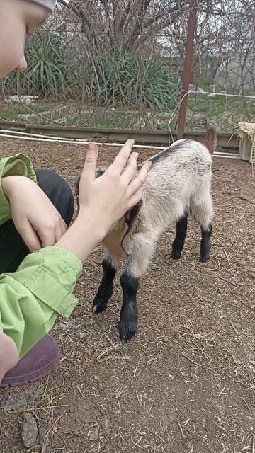 козлятушки ребятушки