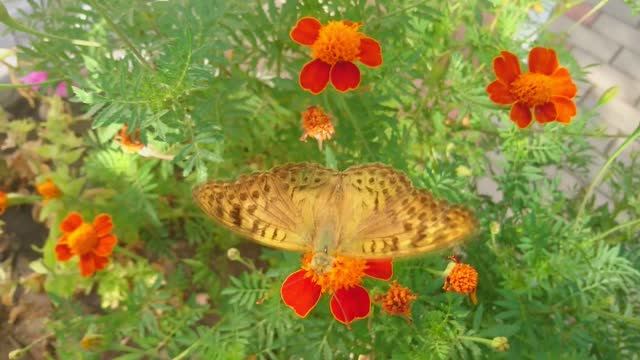 Бабочка Перламутровка Аглая пьёт нектар смотреть онлайн