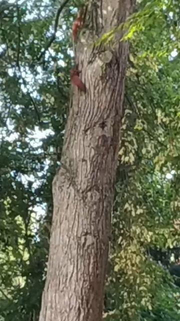 белочки играют в догонялки,