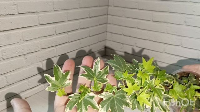 Новые растения в коллекцию.
Хедера, плющелистная пеларгония смотреть онлайн