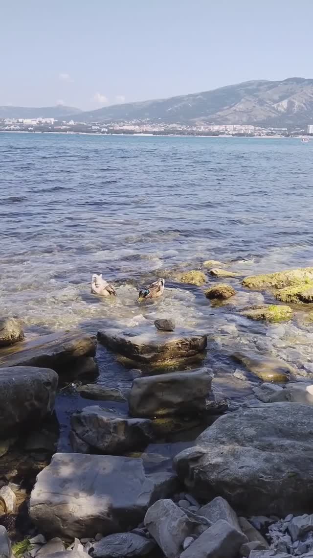 Геленджик смотреть онлайн