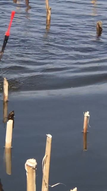 рыбалка##ловим##fishing##карася###
