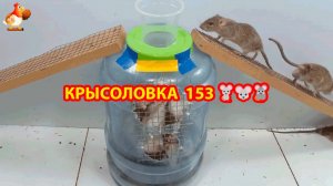 Крысоловка вариант (153) 🐀 Как сделать крысоловку своими руками и поймать кучу крыс 🐀🐁🐀