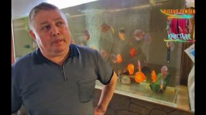 Известные разводчики дискусов в Кристалле.