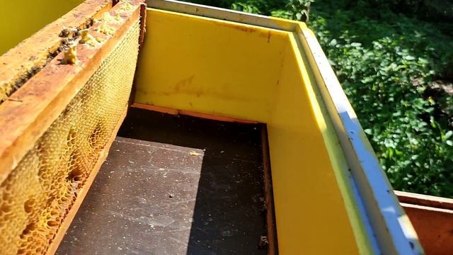 Исправление безматочной семьи (без клеточки) смотреть онлайн