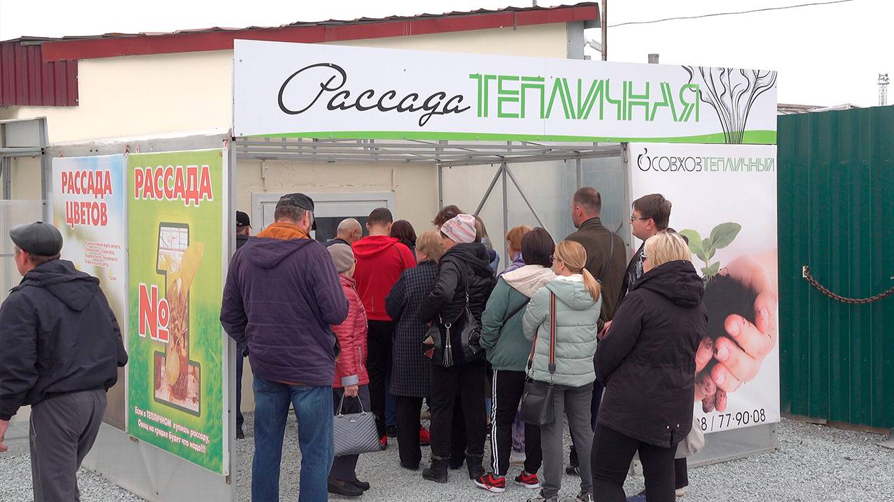 Как в "Тепличном" готовились к сезону продаж рассады... смотреть онлайн