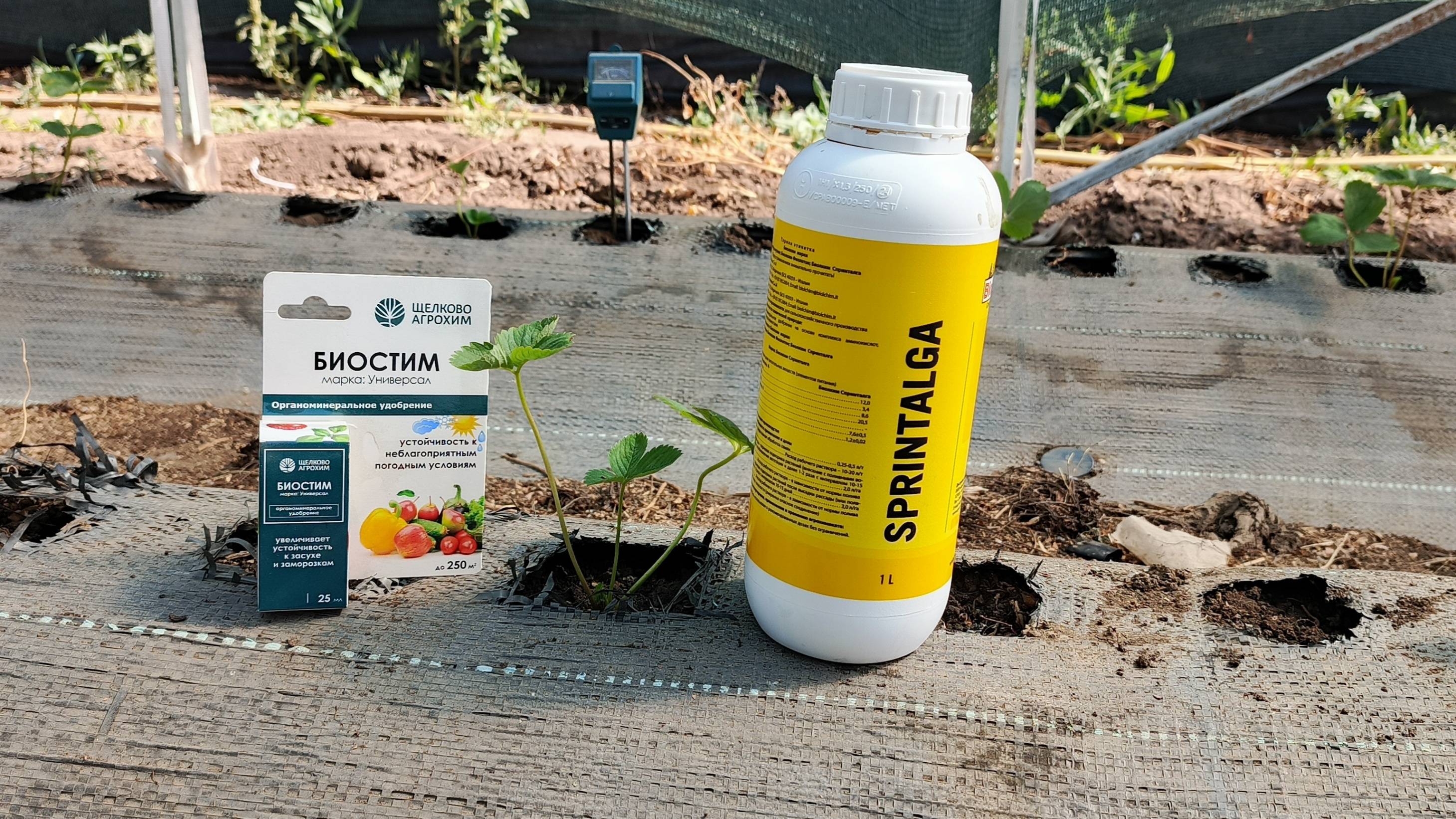 Молниеносная замена клубники! 200 кустов Мурано и Крапо 10 за 1 день – как приживутся? смотреть онлайн