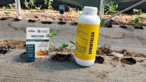 Молниеносная замена клубники! 200 кустов Мурано и Крапо 10 за 1 день – как приживутся?