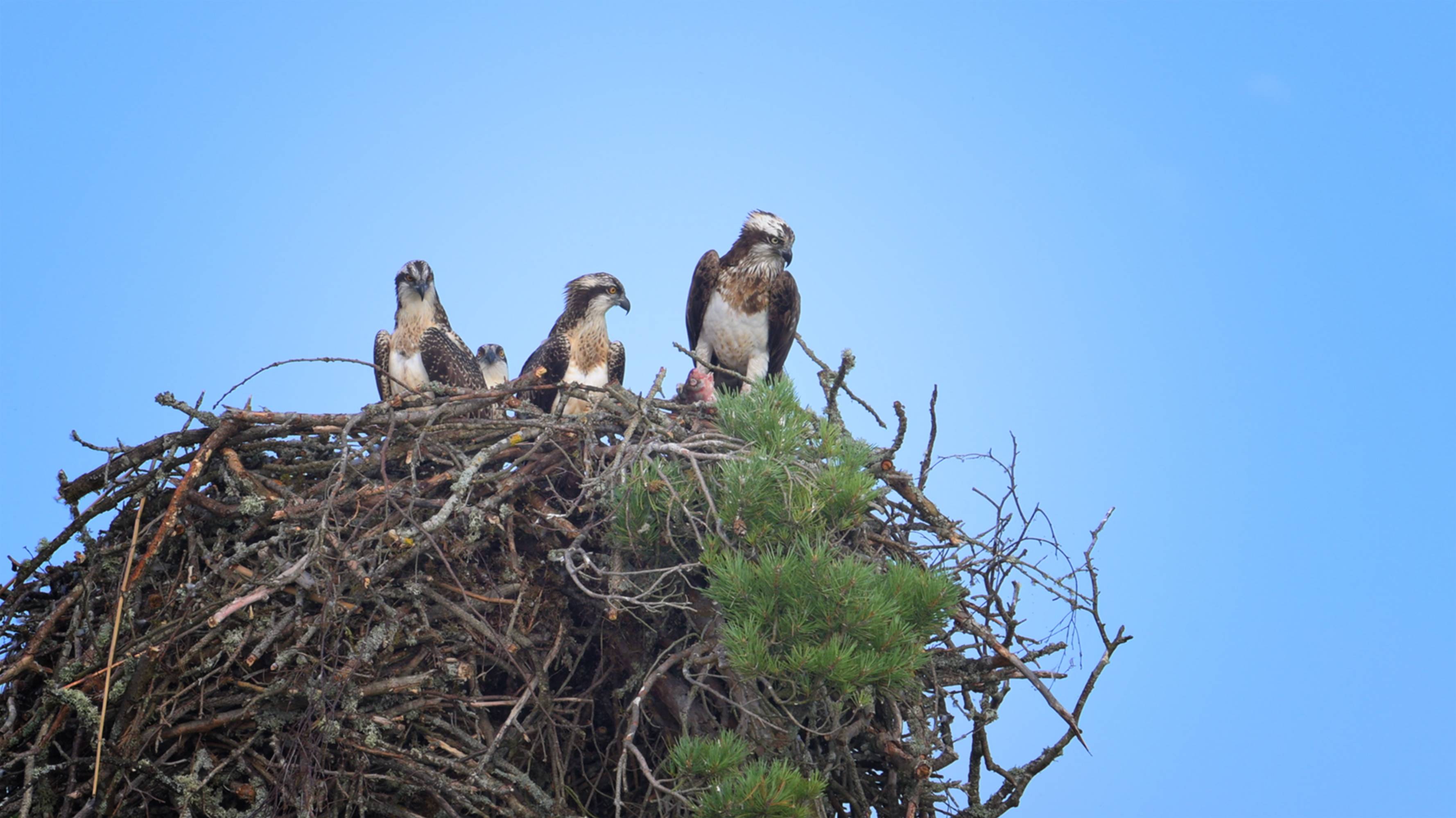 Скопа (водяной орел) с птенцами.