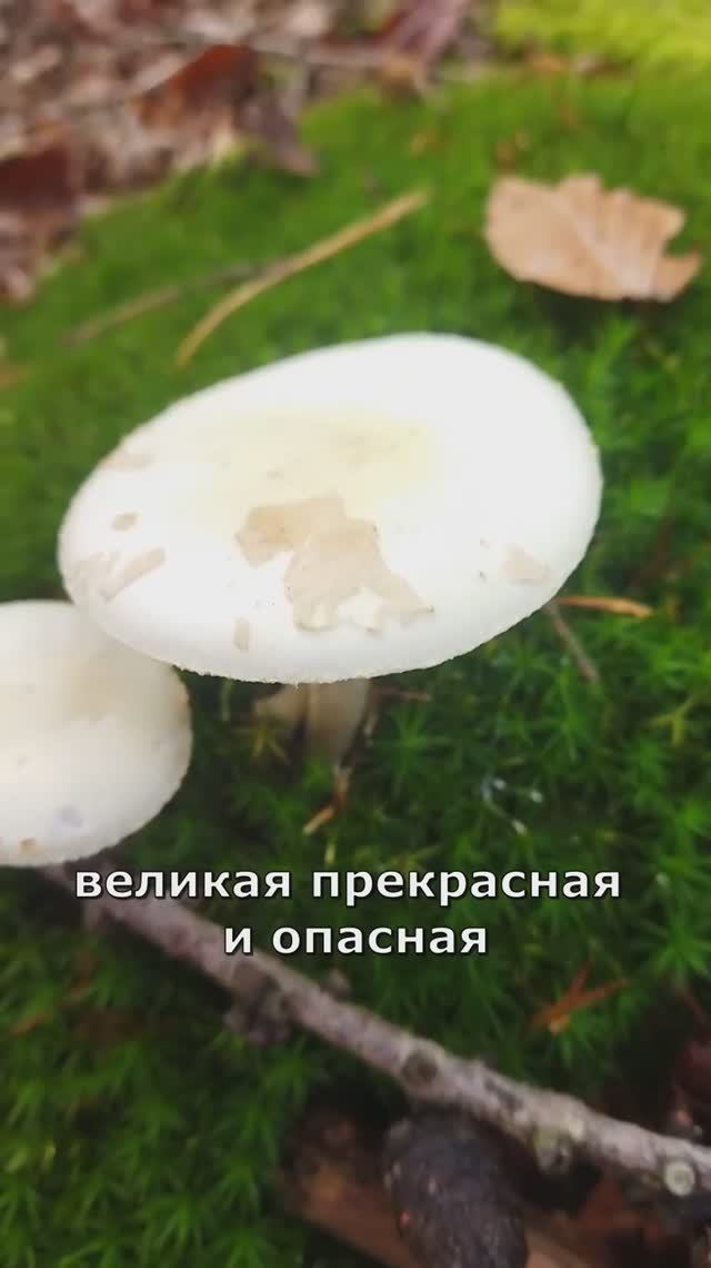 никогда не трогай ее руками!