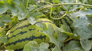 Растут ли арбузы и дыни в Сибири