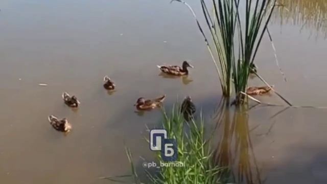 Маленькое озеро с утками утопает в мусоре в Барнауле смотреть онлайн