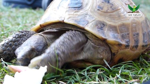 Какие бывают черепахи? смотреть онлайн