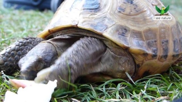 Какие бывают черепахи?