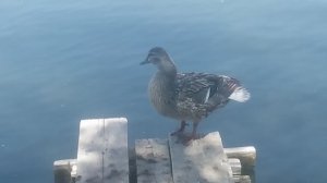 Утка на мостике