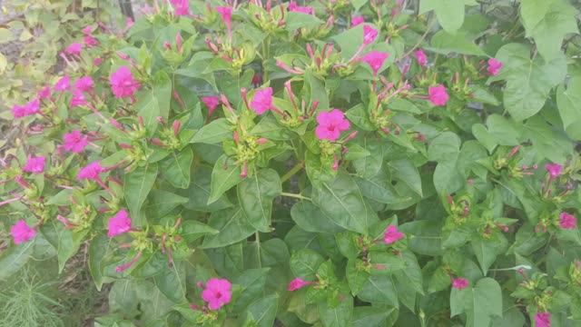 Цветёт Мирабилис! смотреть онлайн