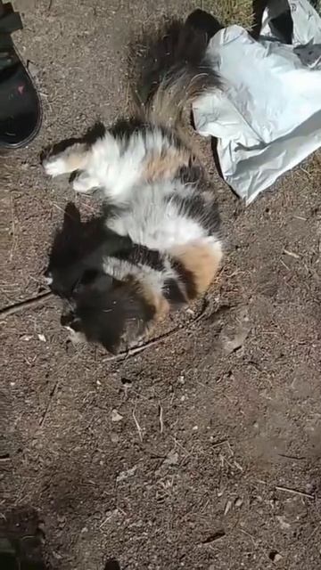 Нюша в отрыве 🤣🐱