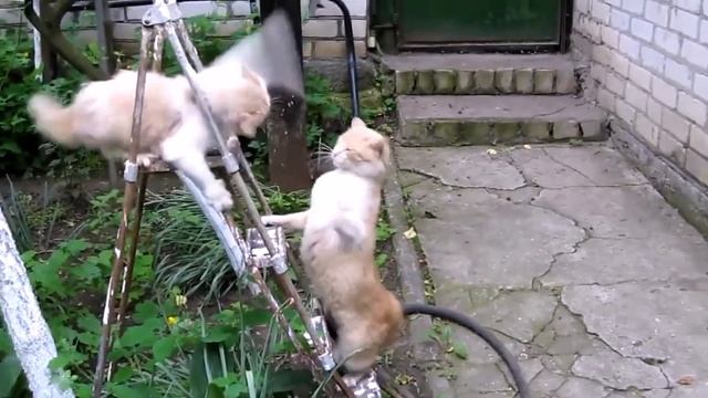 Смотреть приколы с котами 2015 смотреть онлайн