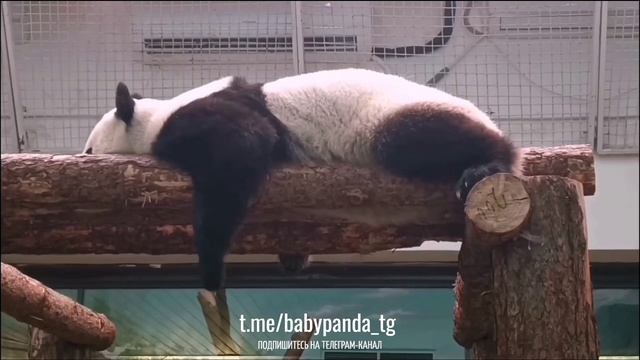 🐼 Усталая панда-трудяга готовится ко сну! 🌙