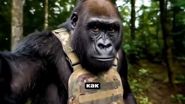 Блогер Горилла Смешное видео смотреть онлайн