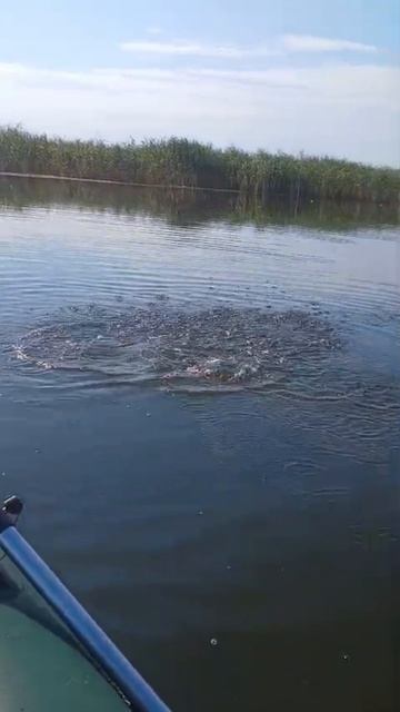 ПОИМКИ ЩУКИ смотреть онлайн