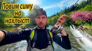 Сакура цветет - сима клюет