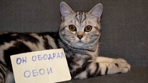 Он ободрал обои. #сезонконтентаRUTUBE